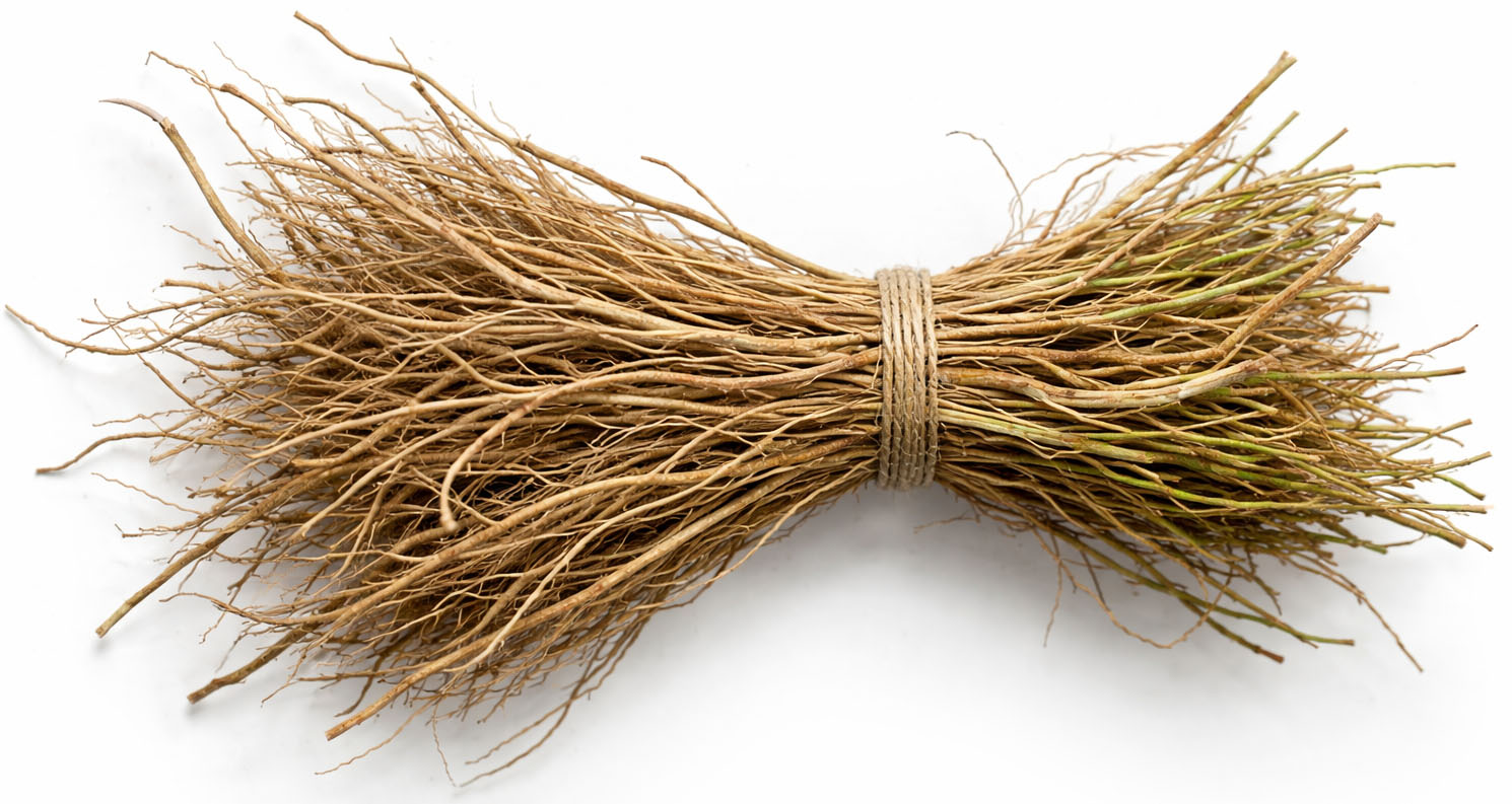 creed vetiver korzenie wild